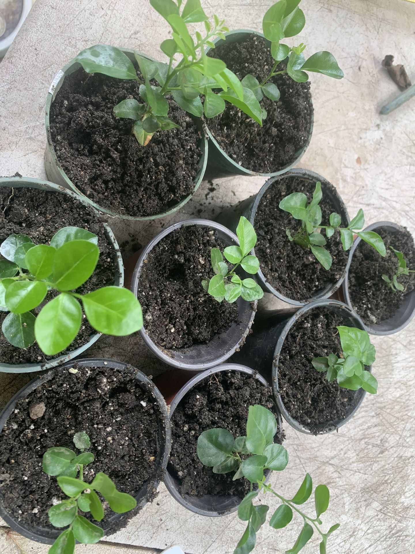 Kamini—Murraya paniculata, also known as, Orange Jasmine, mock orange, and satinwood.