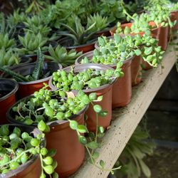 Cactus And Succulents 4”inch Pot 