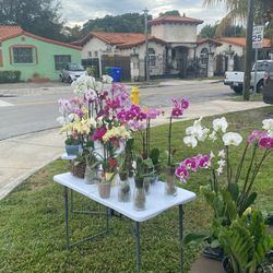 orchids 17 Ave 15 St Sw Miami Fl