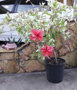 Hibiscus blooming plant in flower pot