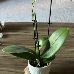 Petite and Healthy Orchid With White Pot 