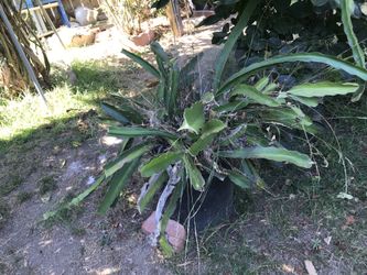 Dragon fruits