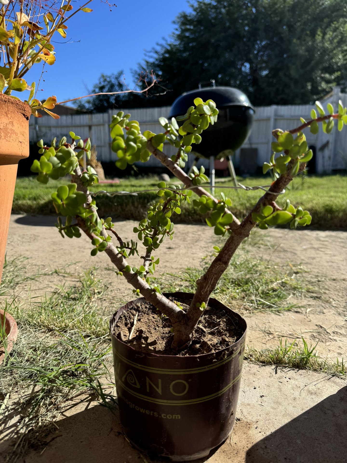 Jade Plant