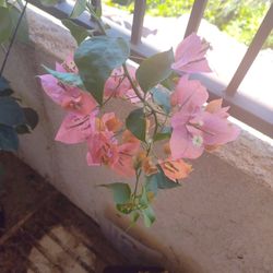 BEAUTIFUL BOUGAINVILLEA PLANT WITH FLOWERS 
