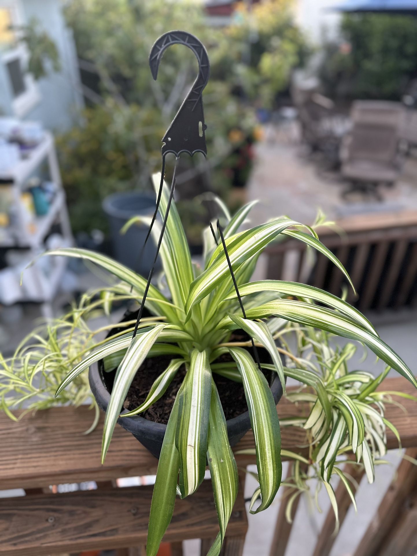 Spider plant