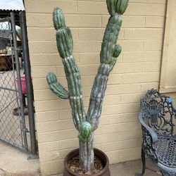 Artificial Cactus Plant 