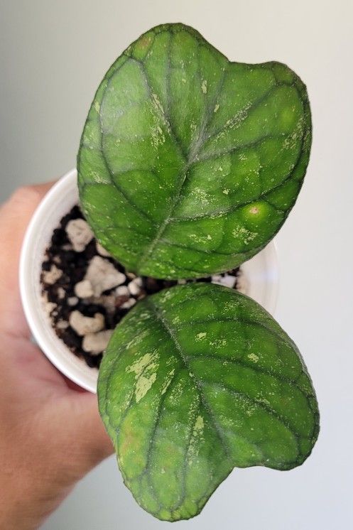 Hoya Deykeae (Pending)