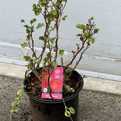 Bric House" rose bush