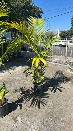 Palm trees
