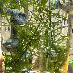 Platinum Balloon Molly - Guppies Fake Toy