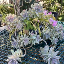 Succulent And Christmas Cactus 