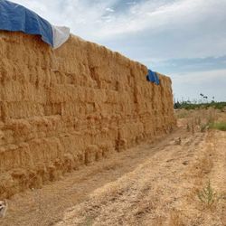 Avena De Buena Calidad 