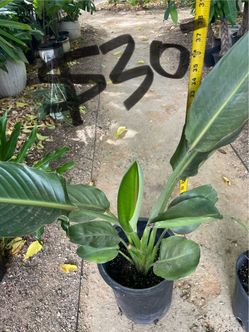 Orange bird of paradise, 95820
