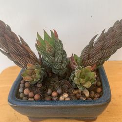 Plants 🪴