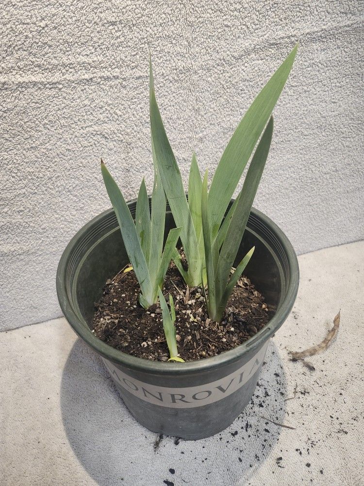 Iris Plants For Sale
