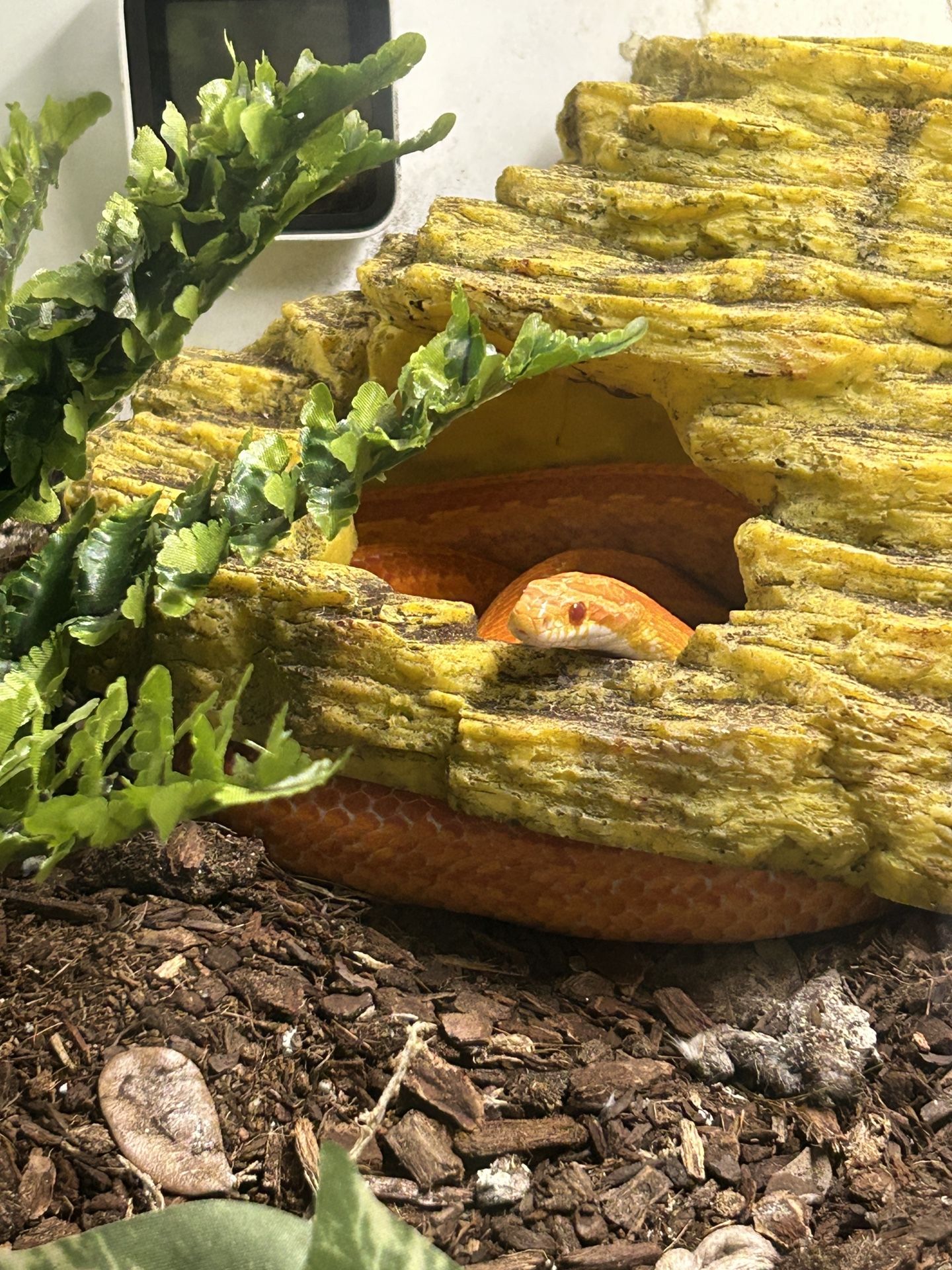 Downsize My Snakes Collection