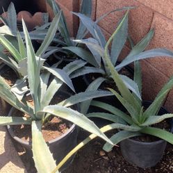 Huge Blowout Sale Clearance On All Plants