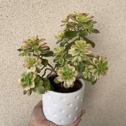 Beautiful Kiwi Aeonium Plant With Pot