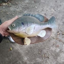 Fish Mount 