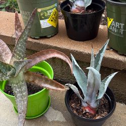 Blue agave and cacti