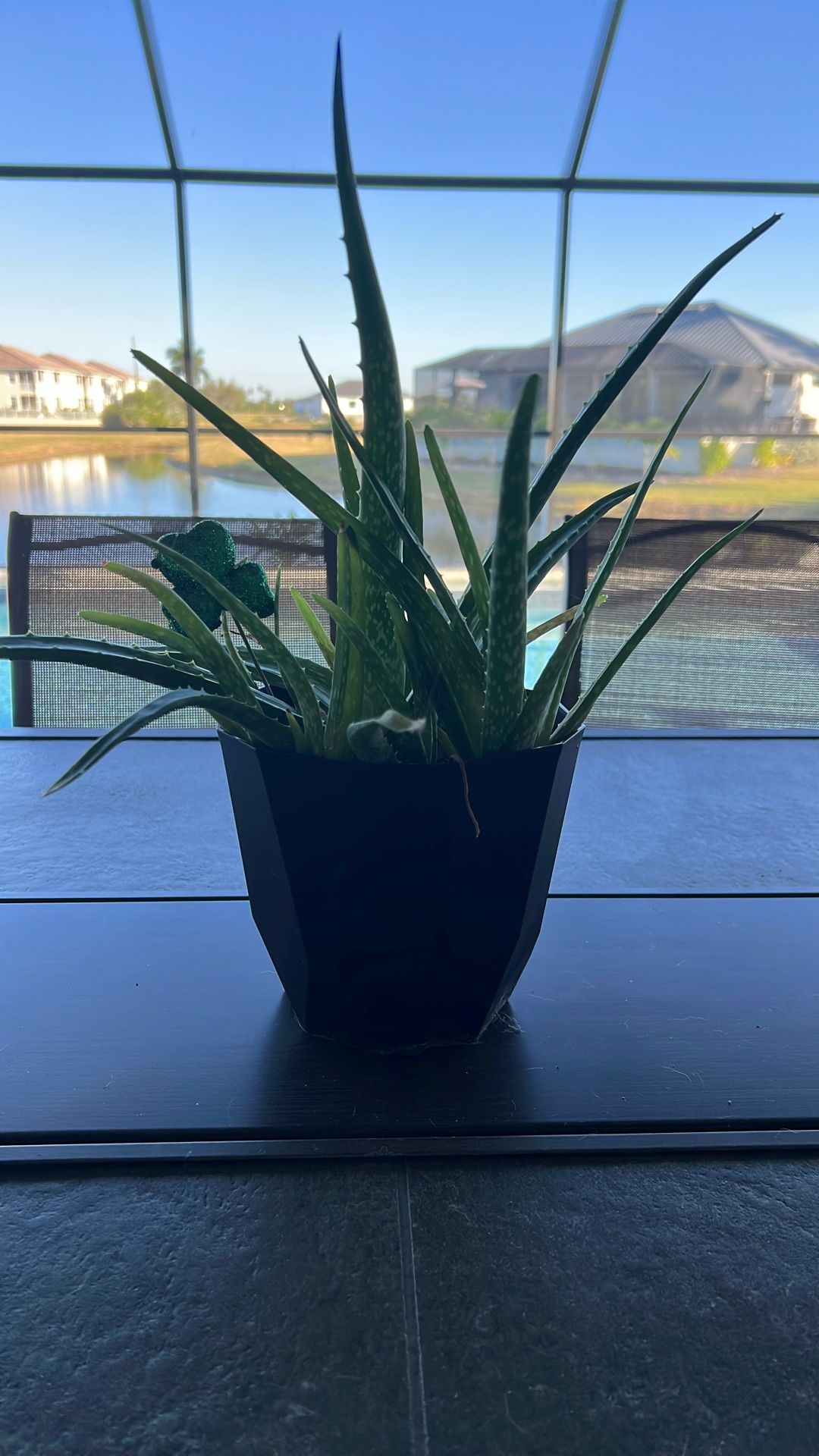 Aloe Vera Plants - 10” To 12” Tall in starter pots