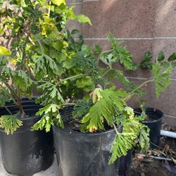 Citronella Plant ( Mosquito Plant
