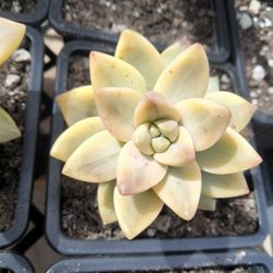 Ghost Plant Variegated Succulent 