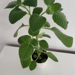 Boldo Plant 