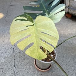 Monstera Deliciosa x Borsigiana Mint Variegated 