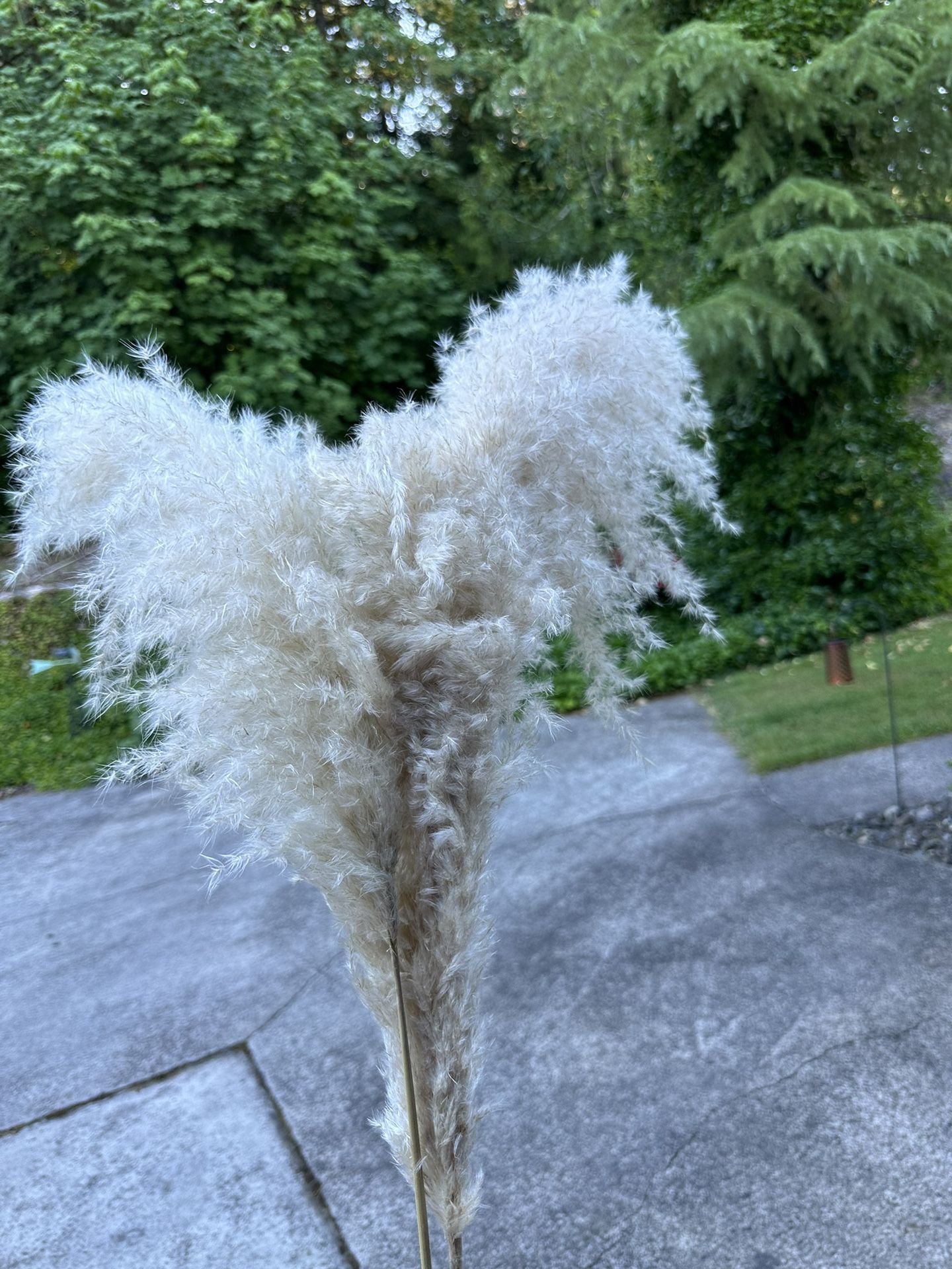 150 Pampas Grass Plumes