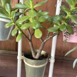 Small Jade plant With Plastic Pot