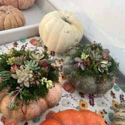 pumpkin succulents