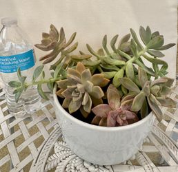 Flower Pots With Plants