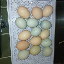 Fertile Chicken Eggs