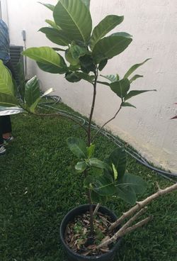 Jackfruit Tree