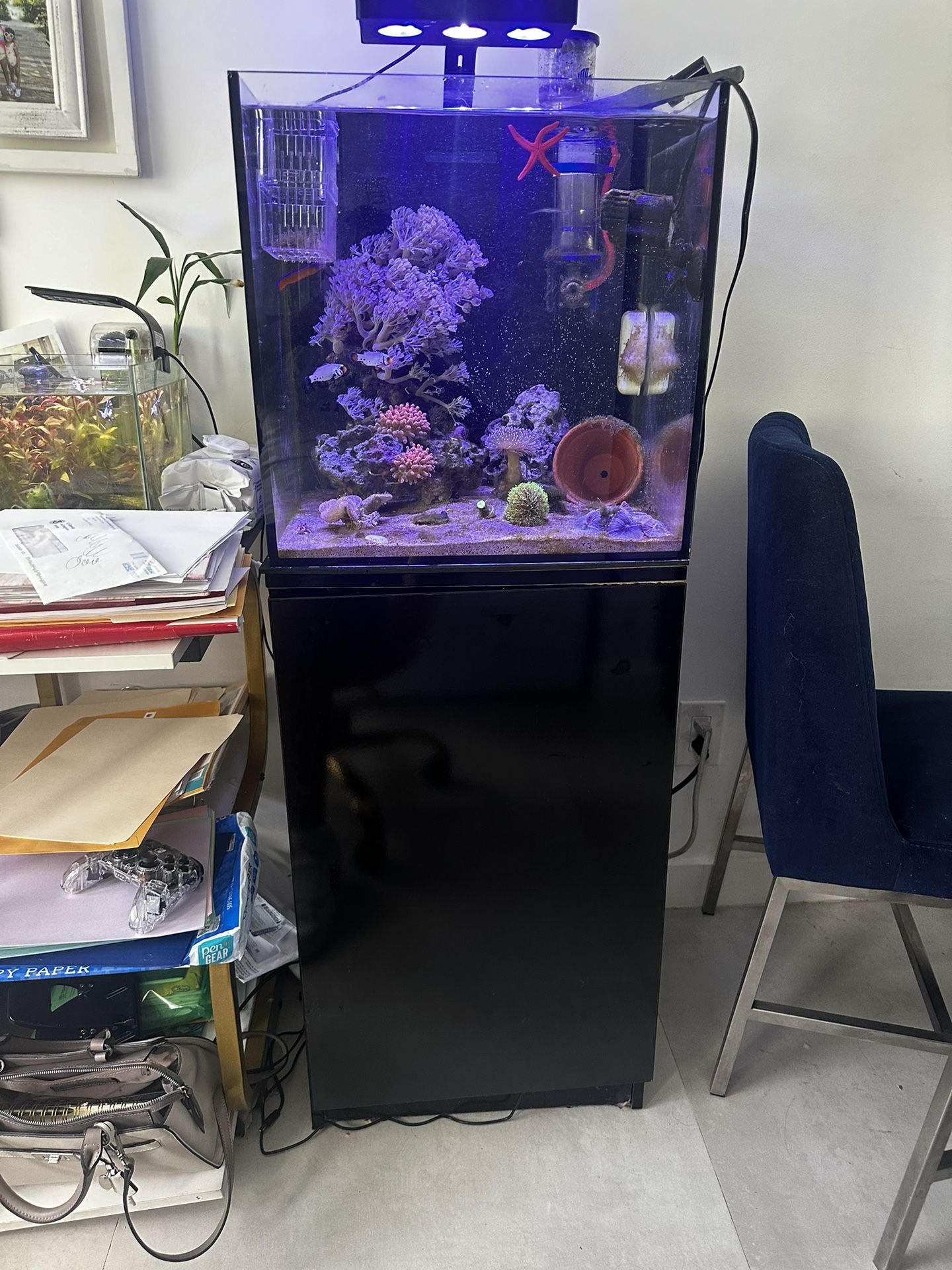 marine aquarium fish tank saltwater 