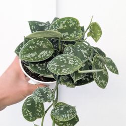 Scindapsus Pictus Argyraeus Silver Satin Pothos Plant 4" Pot - Indoor House Plants