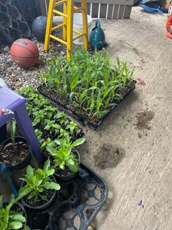 Starting veggies in Woodburn 503🌹(contact info removed)