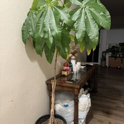Money tree plant