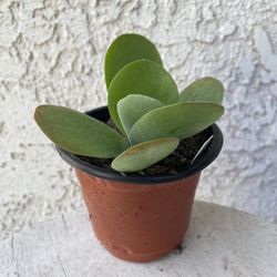 4 Inch Pot Succulent Plant - 	Kalanchoe Tetraphylla - Flapjack - Rooted & Established - Drought Resistant - 🪴 