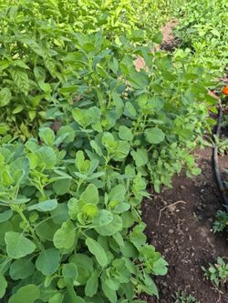 Fresh herbs to cut