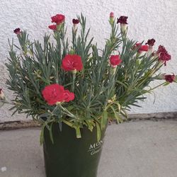 Carnation Plant In 1 Gal Pot