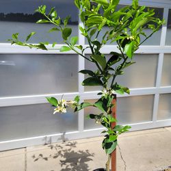 Limon Dulce Tree