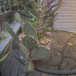 Cactus