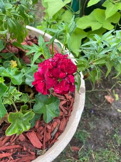 Pots, plants and more