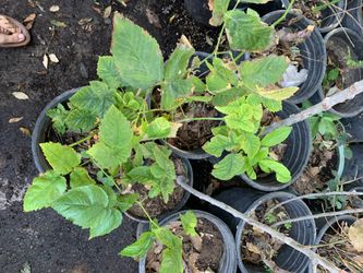 Onsale blackberry in 5 gallon pot mature plant