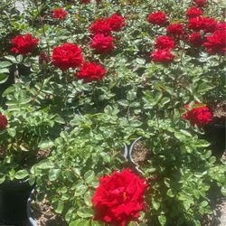 Rosas
