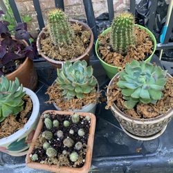 Plants In Ceramics Pots  $8 Each Or 4 X $25.00 You Choice.