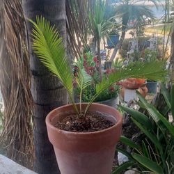 🌴 Sago Palm for Sale – Palma Sago en Venta 🌴