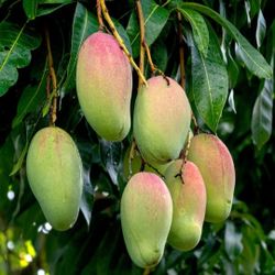 Grafted   Mango   Tree